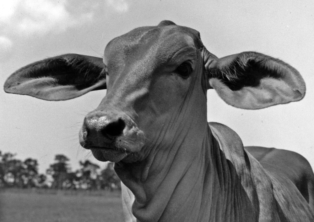 Sarasota History - Bovine Battle Proved to be Tough photo